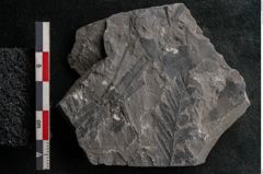 Foto (Detailansicht) von Pecopteris sp.  (NHMW-GEO-2024-0188-10927)